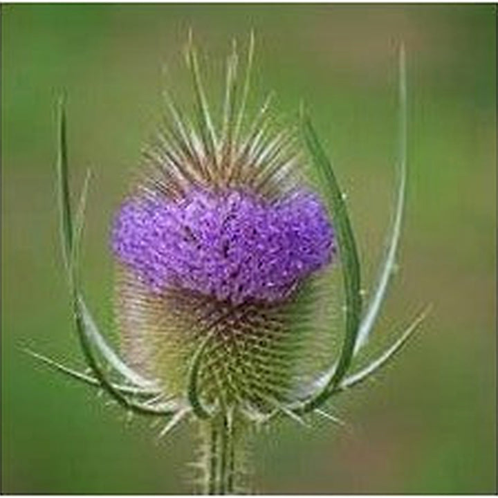 Dipsacus Plant Seeds for Planting [neera-v5-283c76beaa1eb449ce3e]