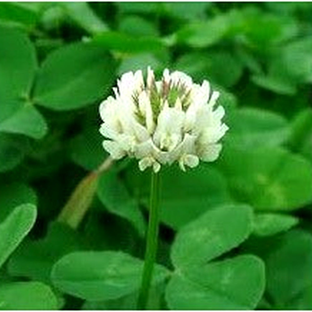 rish Clover Shamrock Flower Seeds for Planting [neera-v5-284c7e08fbe8ade8d54b]