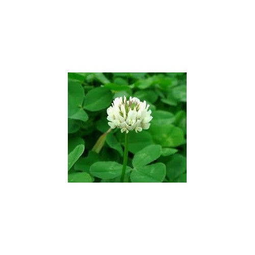 rish Clover Shamrock Flower Seeds for Planting [neera-v5-284c7e08fbe8ade8d54b]