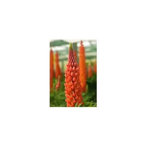 Orange Lupine Flower Seeds for Tall Spikes and Pollinator Garden Planting [neera-v5-28559f5b5a9f1b6afba6]