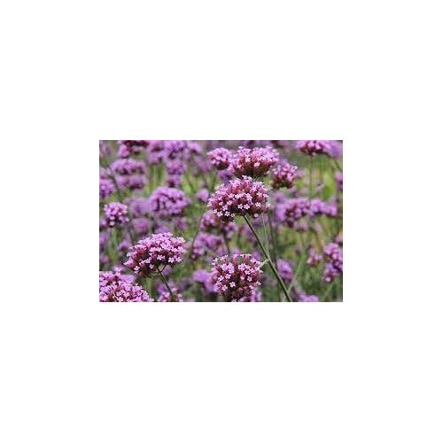 Verbena Flower Seeds for Planting [neera-v5-285a3a1ec9c2adbe3207]