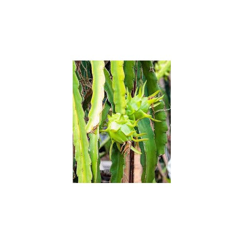 Fresh Passion Fruit Seeds for Planting [neera-v5-286832feda8799285814]