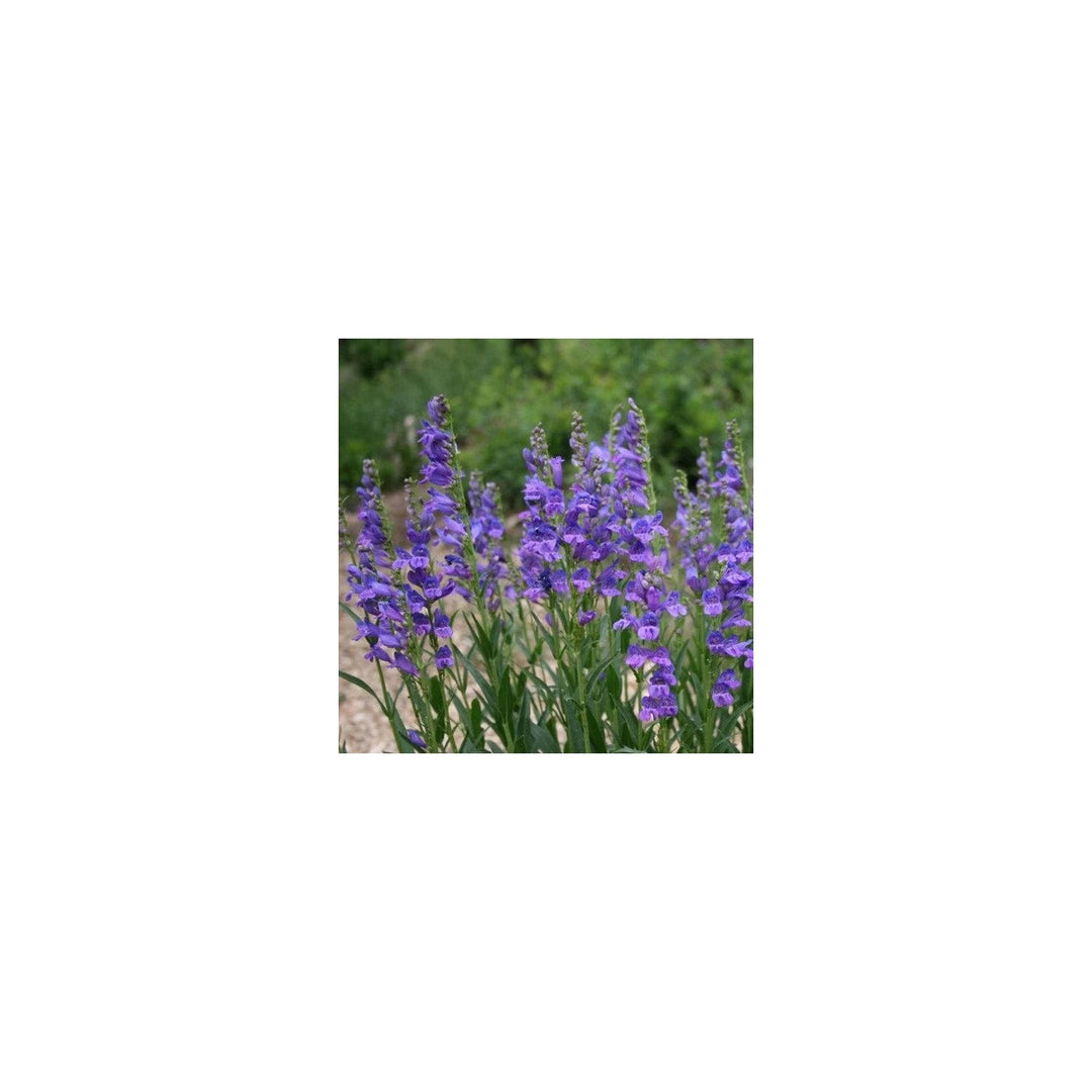 Blue Penstemon Flower For Planting Flower Seeds for Home Garden Planting, Landscape Organic [neera-v5-287555063caae50adc5b]