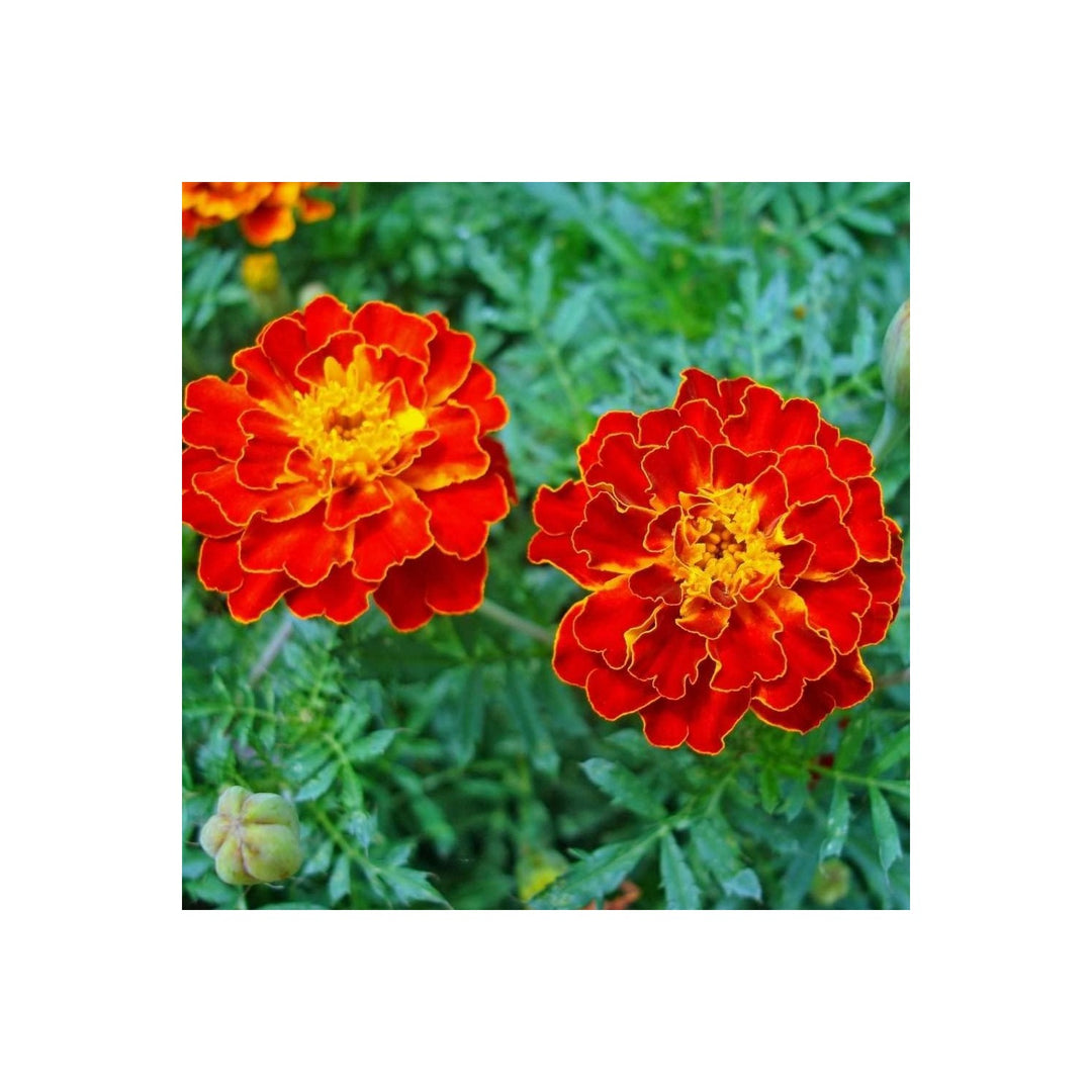 Heirloom Marigold Flower For Planting Flower Seeds for Home Garden Planting, Colorful Organic [neera-v5-287fa81af1e568d1ae84]