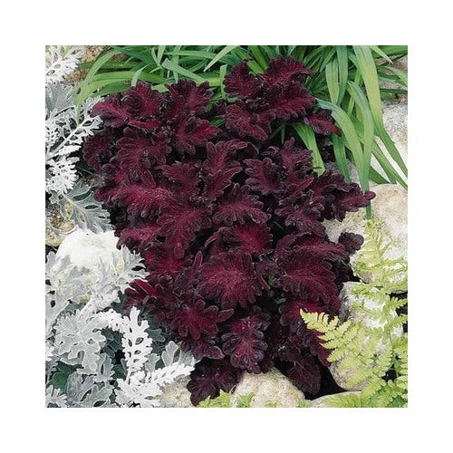 Black Dragon Coleus Planting Bold Foliage Easy To Grow Garden Plant Heirloom Non Gmo Flower [neera-v5-2882c22a4581003405ac]