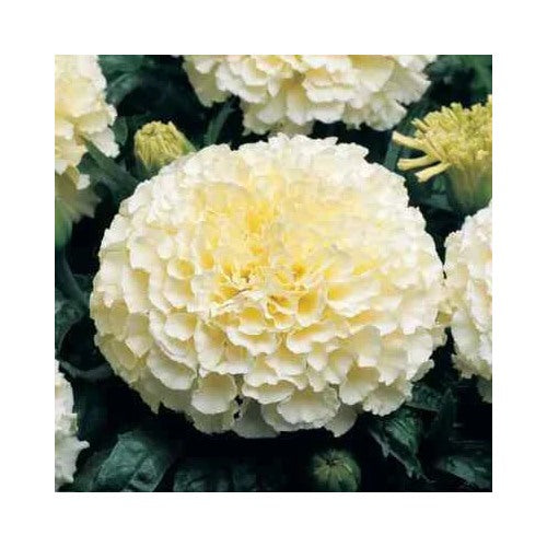 Moonlight Marigold Planting Large Double Flowers Heirloom Non Gmo Easy To Grow Annual Blooms [neera-v5-288a077f0a57b2cb3ab8]