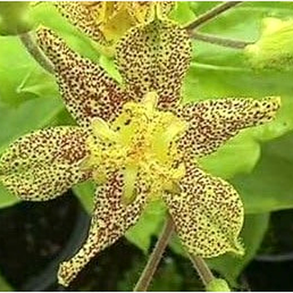 Heirloom Non-GMO Green Brown Tricyrtis Flower Seeds for Shade Garden Planting [neera-v5-288e34325134661086e0]