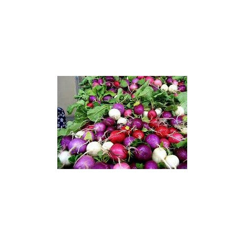 Heirloom Non-GMO Rainbow Radish Seeds for Planting [neera-v5-2895ac804d1368e79fc8]