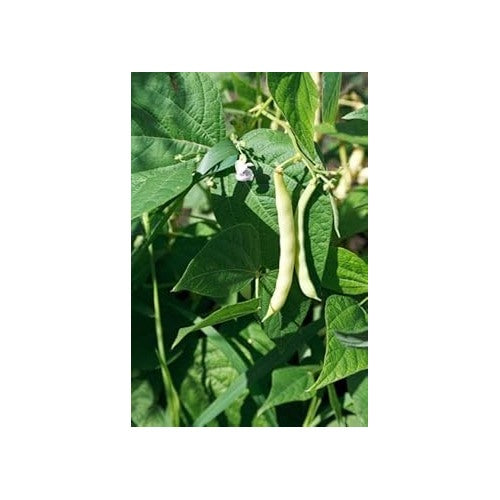Hyacinth Bean Seeds for Planting [neera-v5-2896dfaa6d031743ecee]