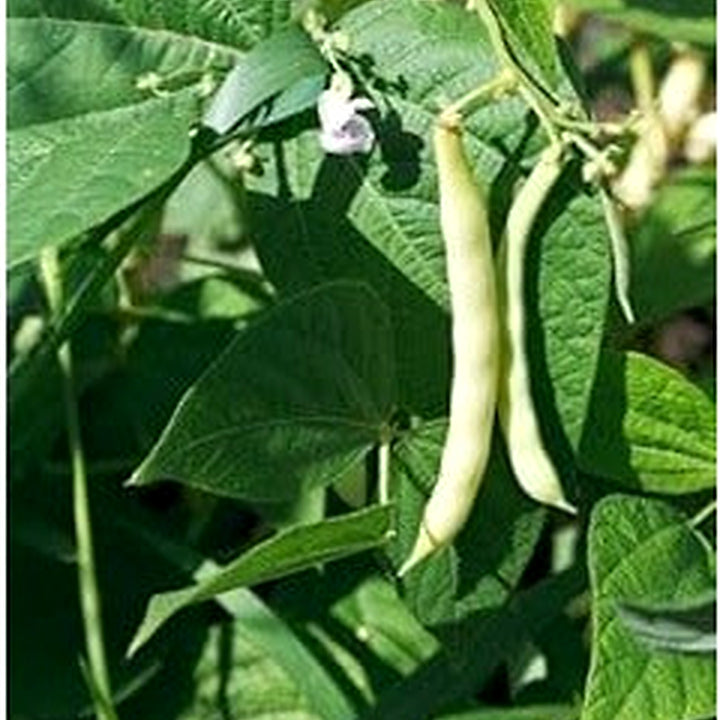 Hyacinth Bean Seeds for Planting [neera-v5-2896dfaa6d031743ecee]