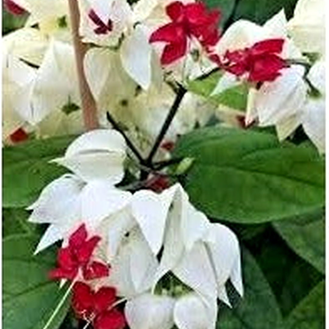 Organic Heirloom White Clerodendrum Thomsonae Seeds for Planting [neera-v5-289c2147c9fdf3f7cf0d]