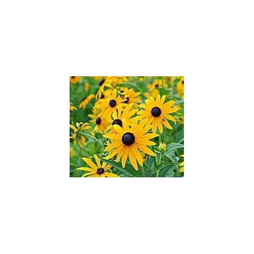 Yellow Goldsturm Flower Seeds for Planting [neera-v5-28a03f2f1633595f5931]