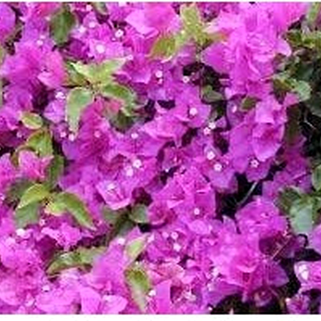 Bougainvillea Spectabilis Flower Seeds for Planting [neera-v5-28a1896f7a5d1558ddba]