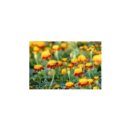 Tiger-Eye Marigold Flower Seeds for Planting [neera-v5-28a18fba84cbb3c5ee9d]
