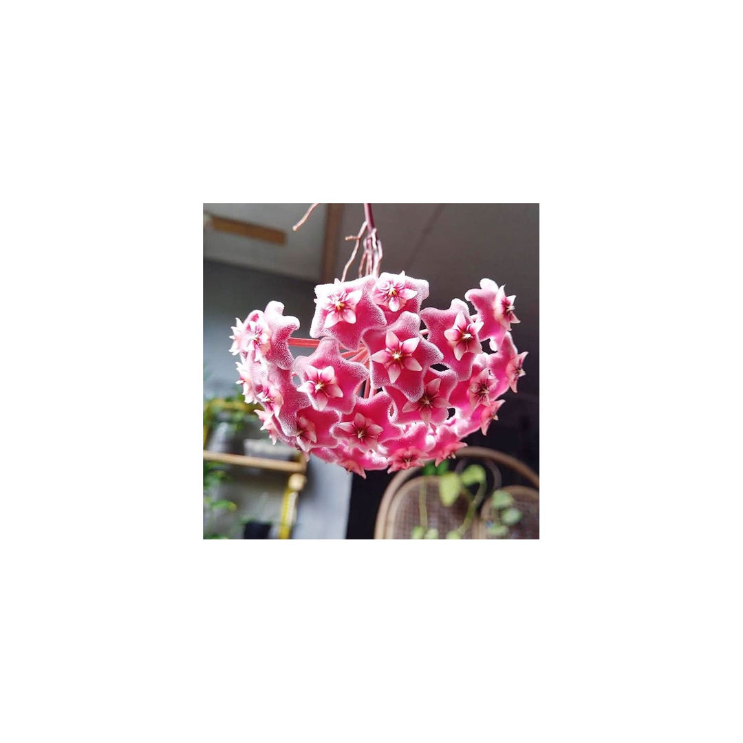 Rainbow Hoya Rare Blooming Flower Plant Flower Seeds for Home Garden Planting, Fragrant Organic [neera-v5-28a191a474f5b827bb8e]