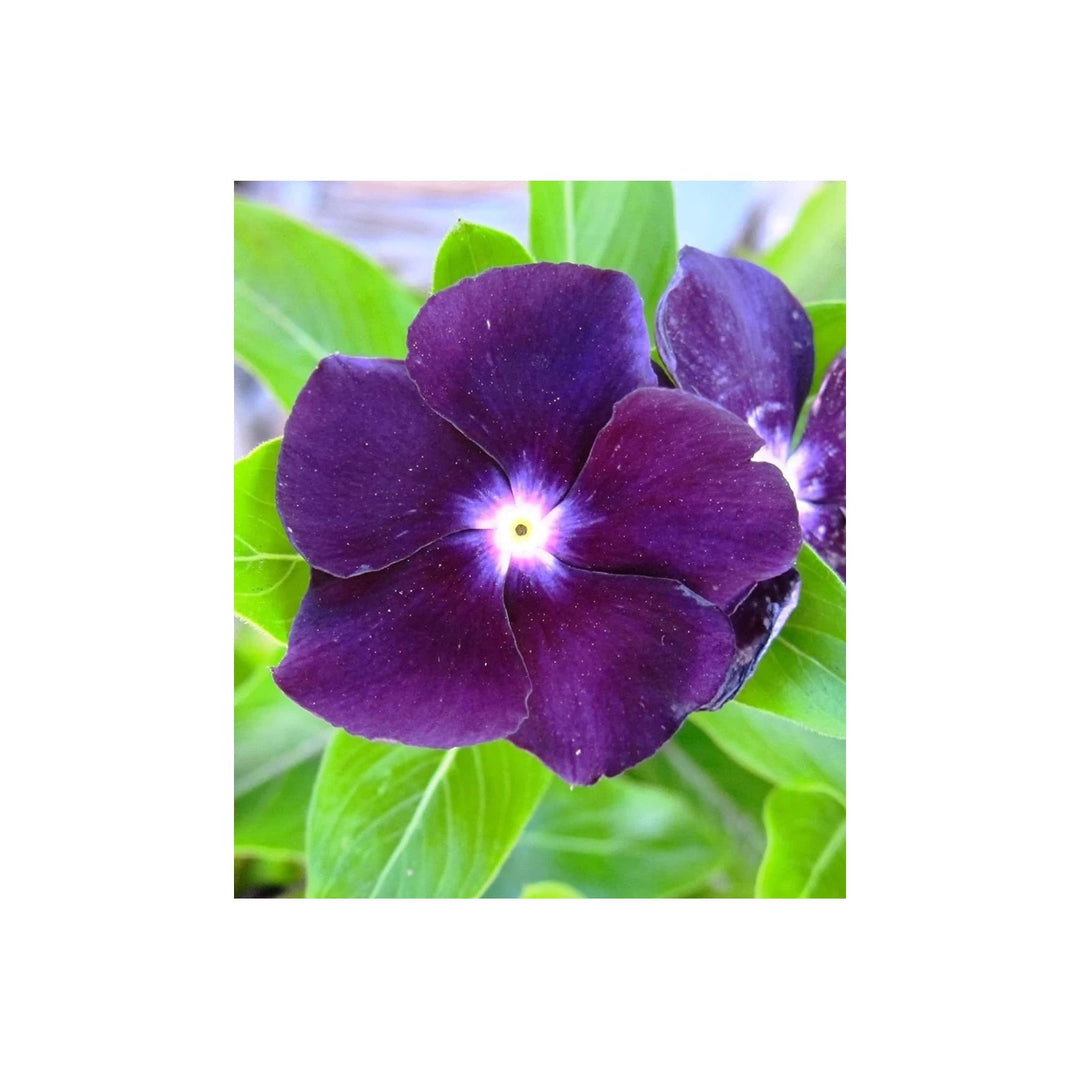 Purple Periwinkle Flower Heirloom Non Gmo Vinca Blooms Low Maintenance Garden Beds Flower Seeds [neera-v5-28a20451b1a72b33ee93]