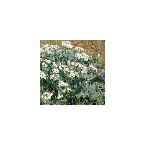 Seakale Flower Seeds for Planting [neera-v5-28abc8e3ce84604ef462]