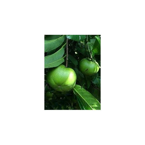 Sapote Fruit Seeds for Planting [neera-v5-28ae06a01222b9fd1306]