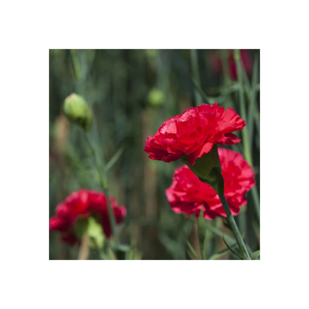 Red Deep Carnation Flower Heirloom Non Gmo Rich Blooms For Garden Planting Flower Seeds for Home [neera-v5-28baabf24b1a4a6b54ca]