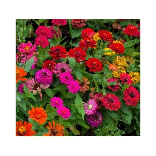 Zinnia Flower Mix Non Gmo Heirloom Fresh Flower Planting Easy To Grow Annual Blooms Flower [neera-v5-28c318d0081bdf0ec148]