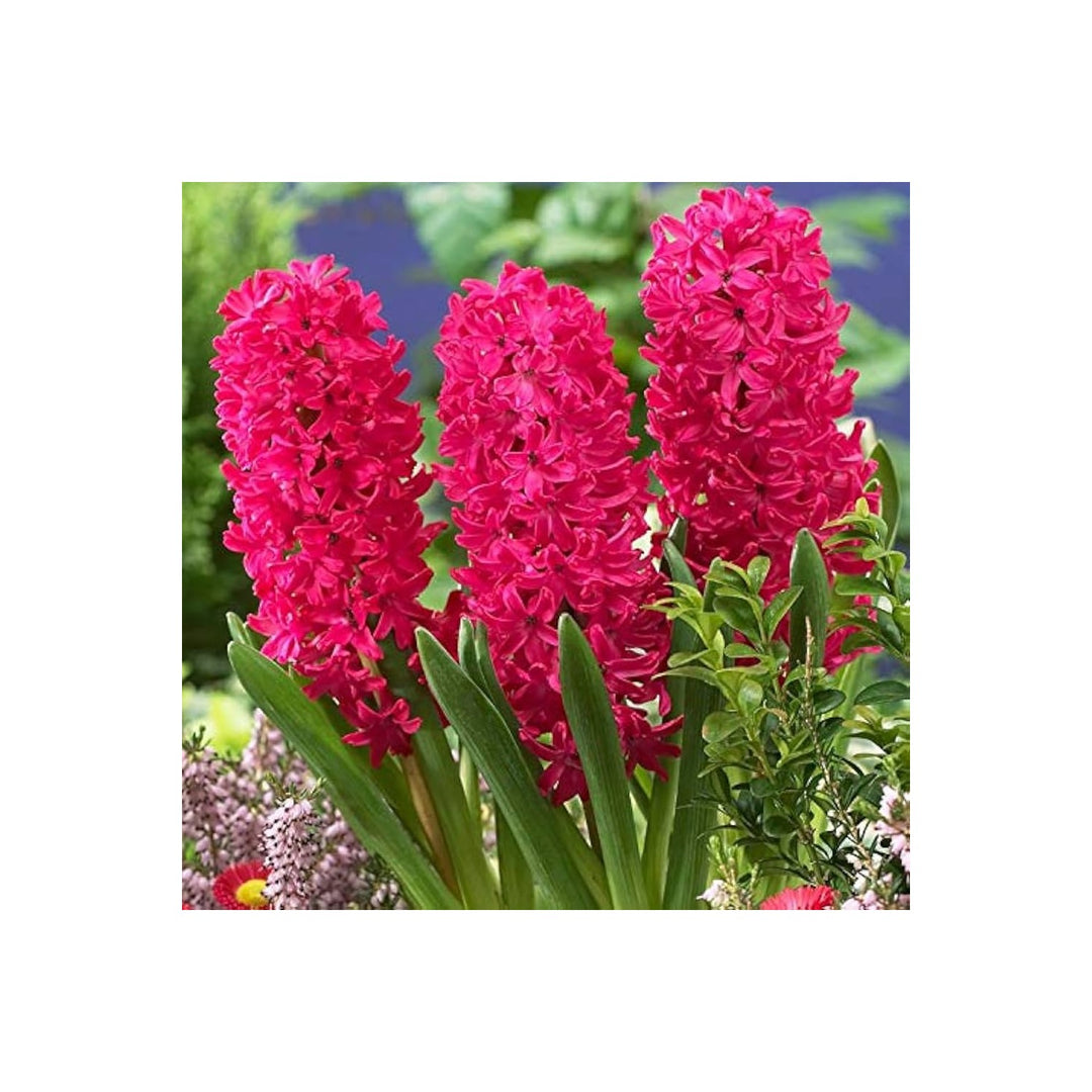 Pink Hyacinth Hyacinthus Orientalis Hot Flower For Planting In Home Garden Borders Flower Seeds [neera-v5-28cd0ba07f4559dc5b70]