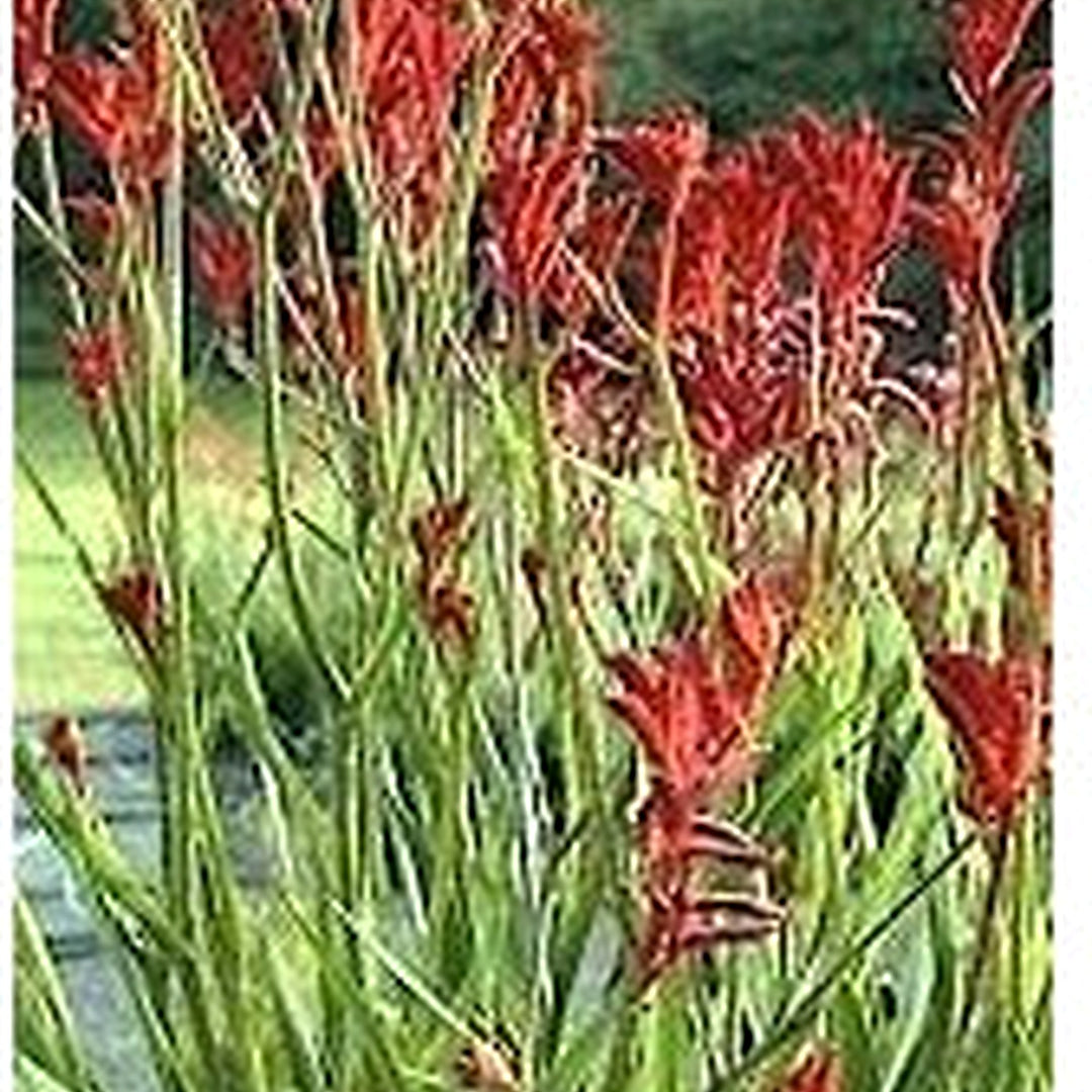 Kangaroo Paw Flower Seeds for Planting [neera-v5-28de053288e143ee4317]