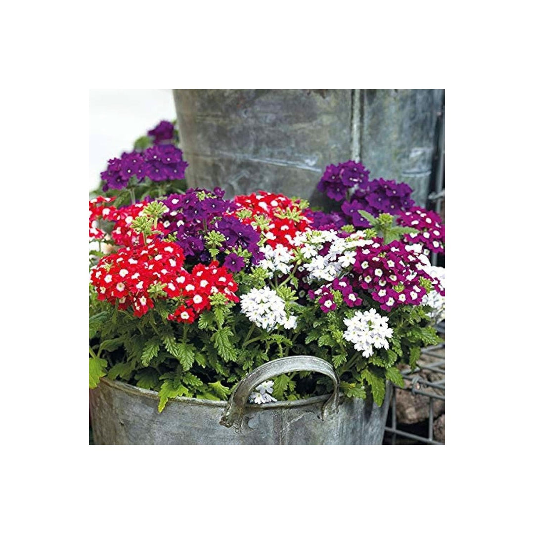 Perennial Ground Cover Moss Verbena Flower Flower Seeds for Home Garden Planting, Colorful Organic [neera-v5-28e3b9c20ce9f7674898]
