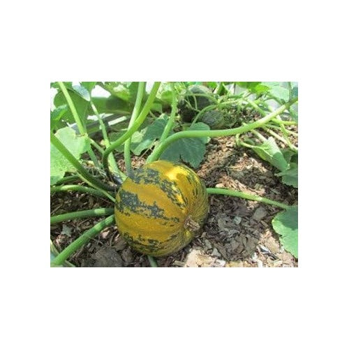 Kakai Hull-Less Pumpkin Fruit Seeds for Planting [neera-v5-28e52b00fd354d3e81f6]