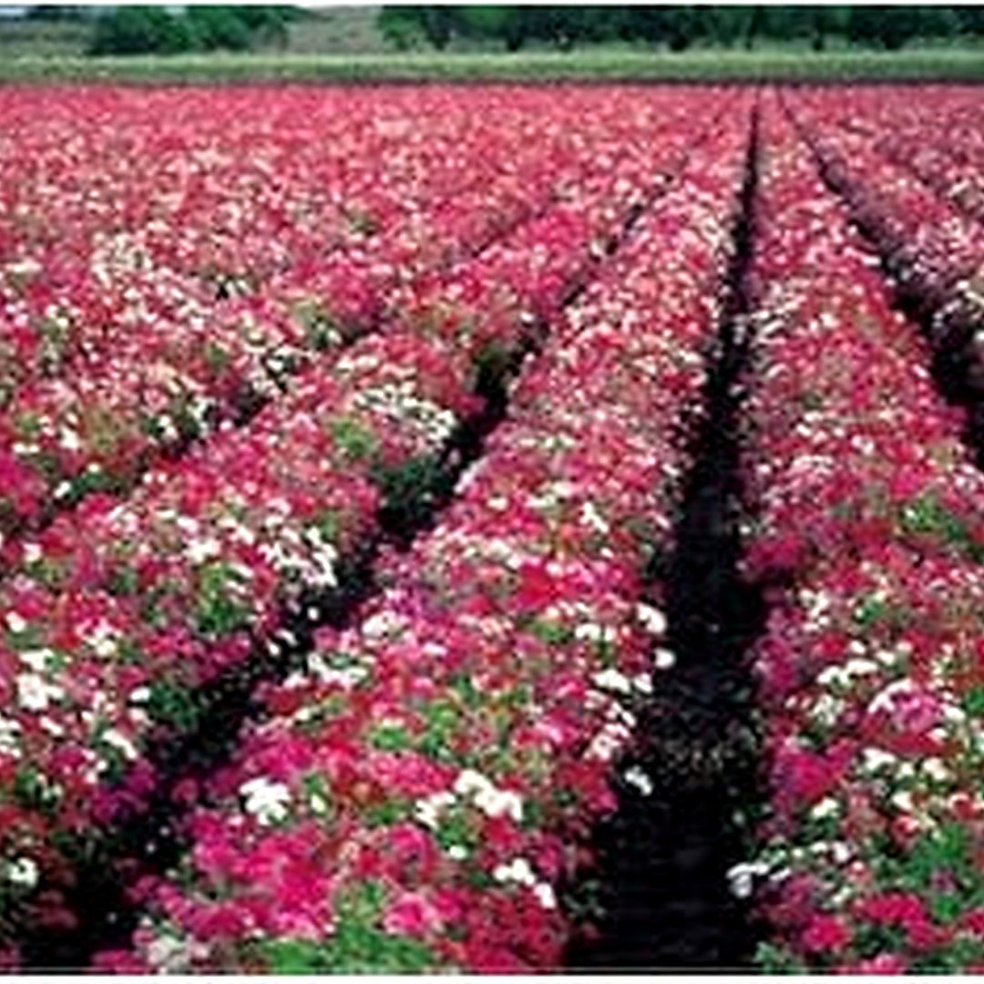 Mixed Drummond Flower Seeds for Planting [neera-v5-28e697ee549e6fd51ff0]