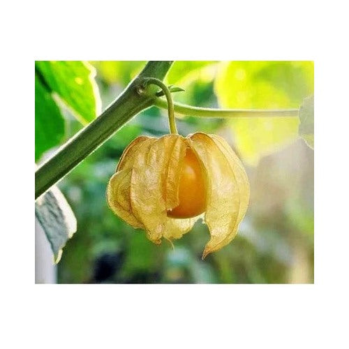 Ground Cherry Planting Physalis Ixocarpa Pineapple Cape Usa Seller Heirloom Non Gmo Flower [neera-v5-28eeecfdd471512a0cf1]