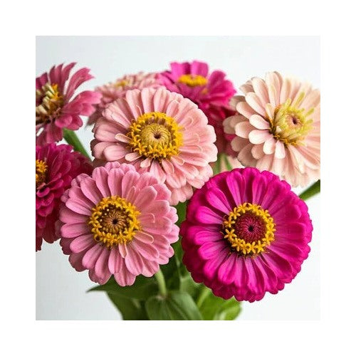 Pink Butterfly Zinnia Flower Mix Shades Of Pollinator Planting Free Ship Heirloom Non Gmo Easy [neera-v5-28ef92cb94d47e4b76c8]
