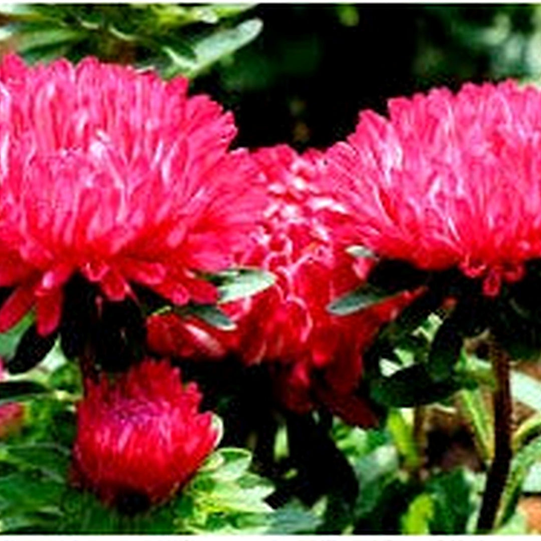 Chrysanthemum Chrysanthemum Morifolium Flower For Backyard Gardening Flower Seeds for Home Garden [neera-v5-28f53226fc6ee4413de9]