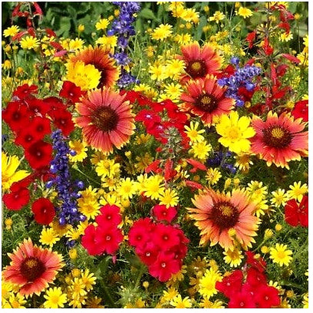 Texas Oklahoma Wildflower Mix Species Of Stunning Native Flowers Easy Grow Heirloom Non Gmo Flower [neera-v5-29053256c21630bbd20c]