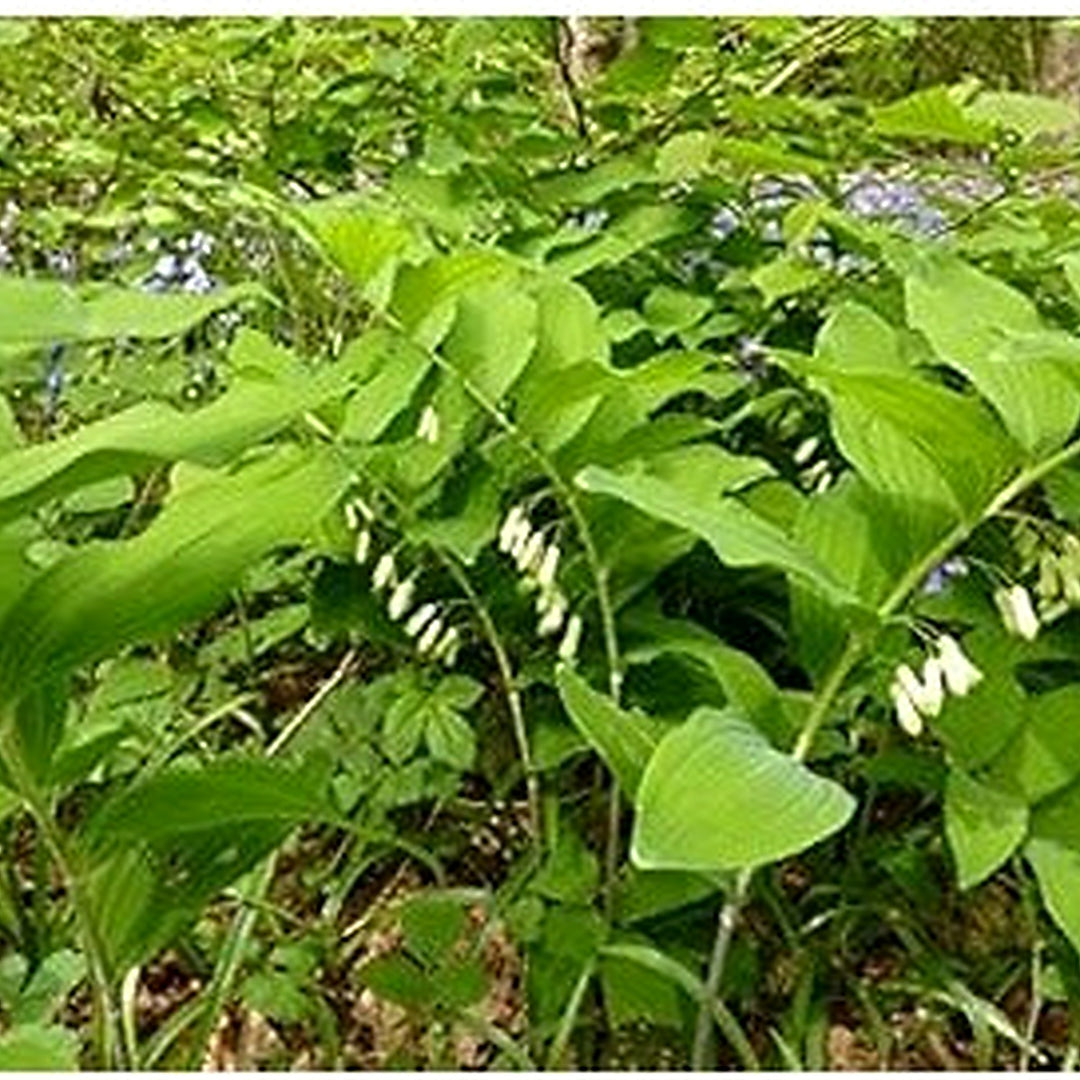 Organic White Solomon&