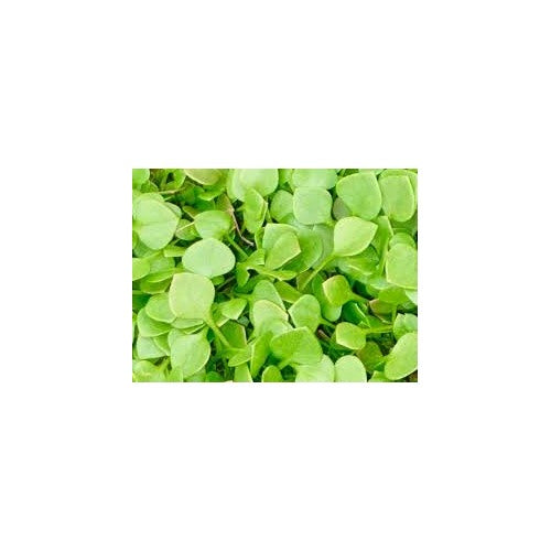 Miner’s Lettuce Seeds for Planting [neera-v5-291644dc191b180e7c69]