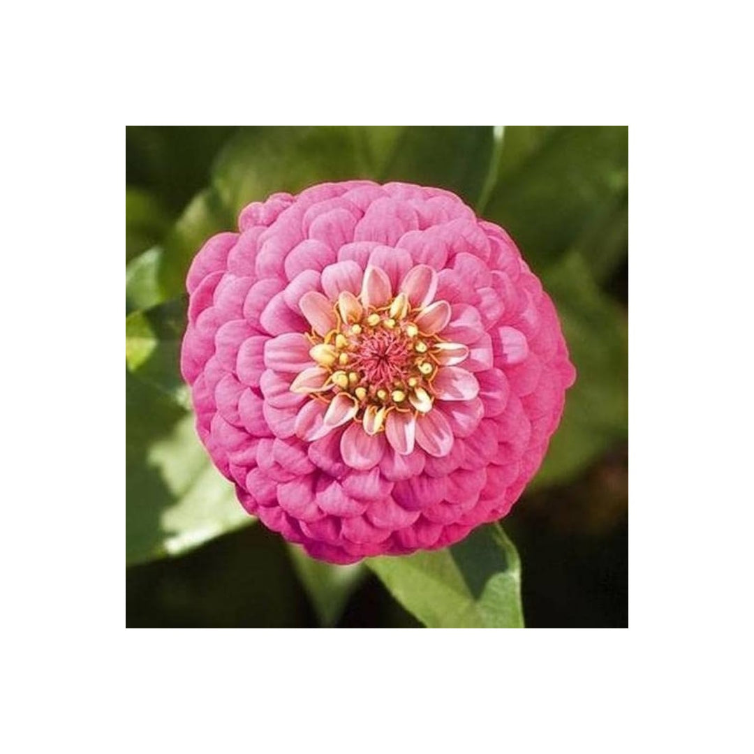 Zinnia Zinnia Elegans Bright Giant Flower For Planting Perfect For Large Flower Beds Seasonal [neera-v5-293305dbc3f823d706b8]