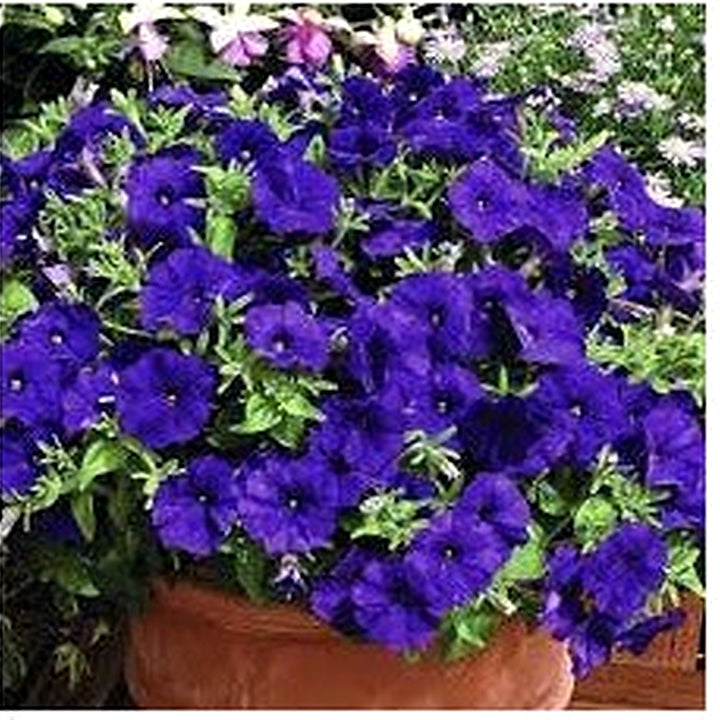 Blue Double Petunia Flower Seeds for Planting [neera-v5-2933c3a2c791afff7a07]