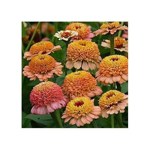 Brown Yellow Zinnia Flower Seeds for Planting [neera-v5-293698facff4bbd25b03]