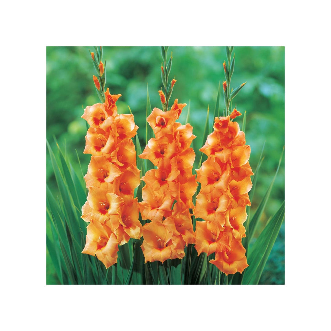 Gladiolus Gladiolus Hortulanus Flower For Planting In Home Garden Or Backyard Garden Flower Seeds [neera-v5-293dc9c8fa948b42baf9]