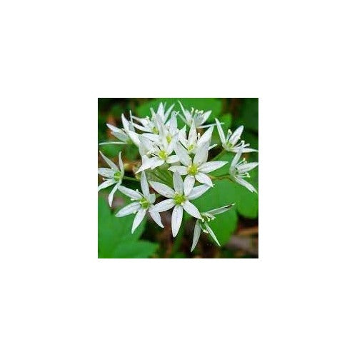 Ursinum Flower Seeds for Planting [neera-v5-293e043b5f3da0328141]