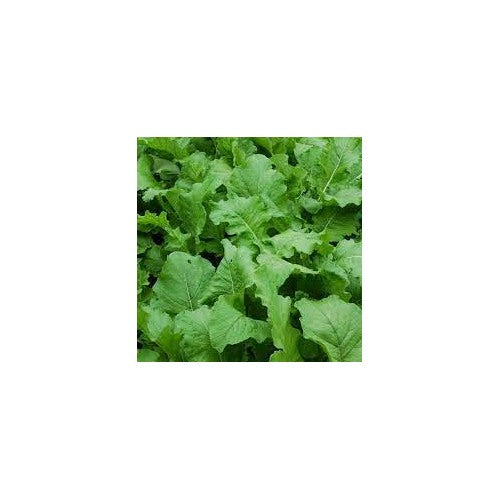 Seventop Turnip Vegetable Seeds for Planting [neera-v5-294b93996e2f2e6f2f49]