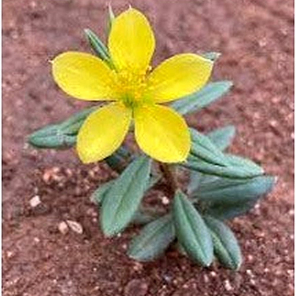 Talinum Caffrum Flower Seeds for Planting [neera-v5-295693944c9929612d11]