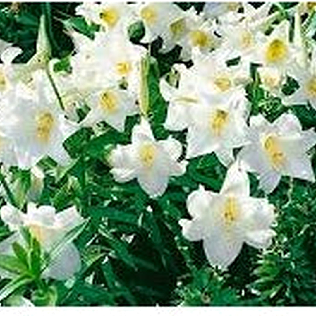 Lilium Longiflorum True Lily Home Garden Flower Seeds Home Garden Planting, Exotic Organic [neera-v5-29589c8a302952ba8e4c]