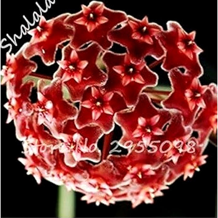 Organic Heirloom Yellow Hoya Flower Seeds for Planting [neera-v5-2979b522fc227091c9b6]