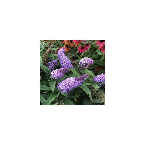 Violet Buddleja Plant Seeds for Planting [neera-v5-2988bae18727668a4767]