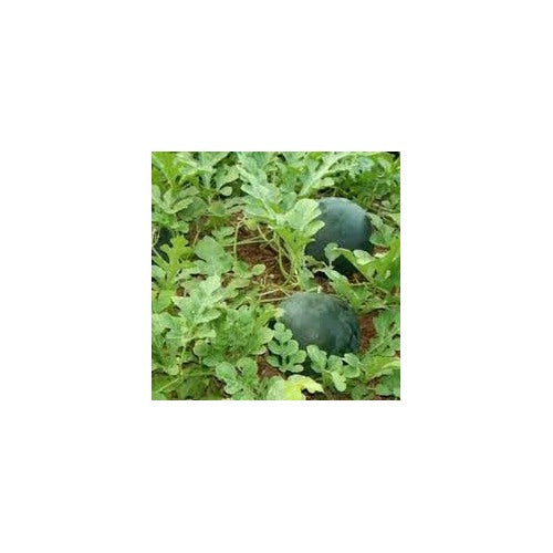 Bush Sugar Baby Watermelon Fruit Seeds for Planting [neera-v5-298a343a0f3c7ad7109a]