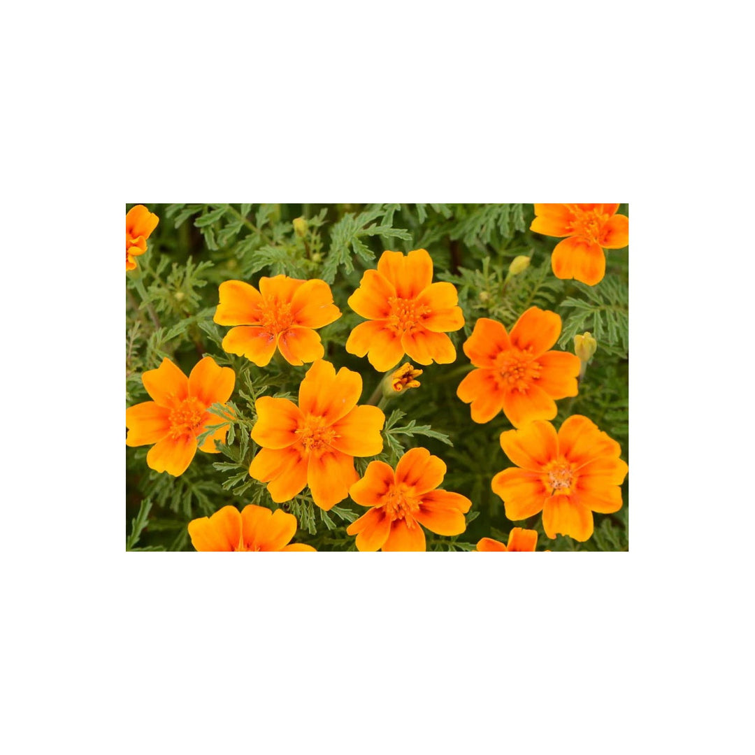 Yellow Signet Marigold Flower Heirloom Non Gmo For Garden Planting Flower Seeds for Home Garden [neera-v5-298afb45ab4690f5012d]