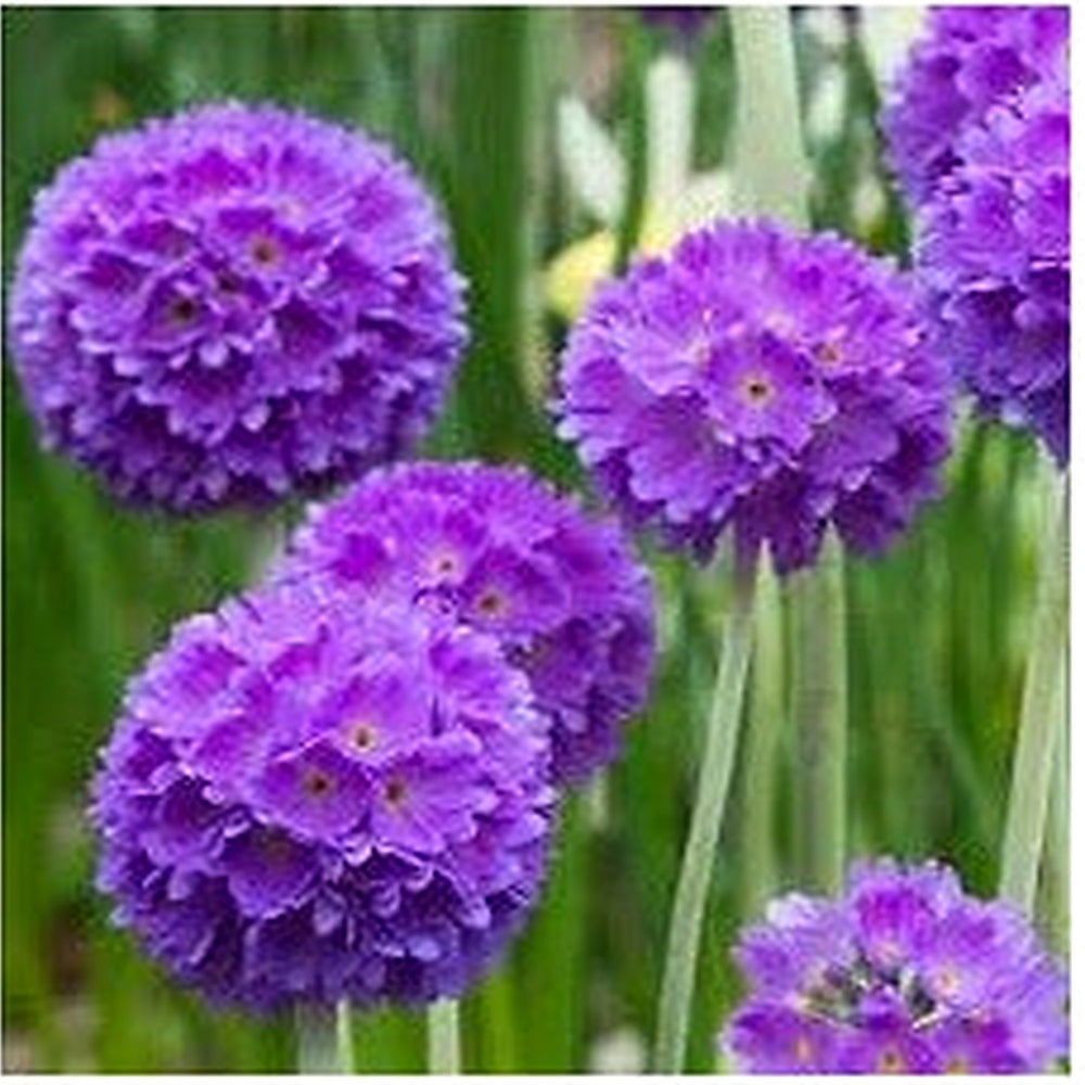 Heirloom Non-GMO Denticulata Flower Seeds for Planting [neera-v5-298b98aba573cc52827d]