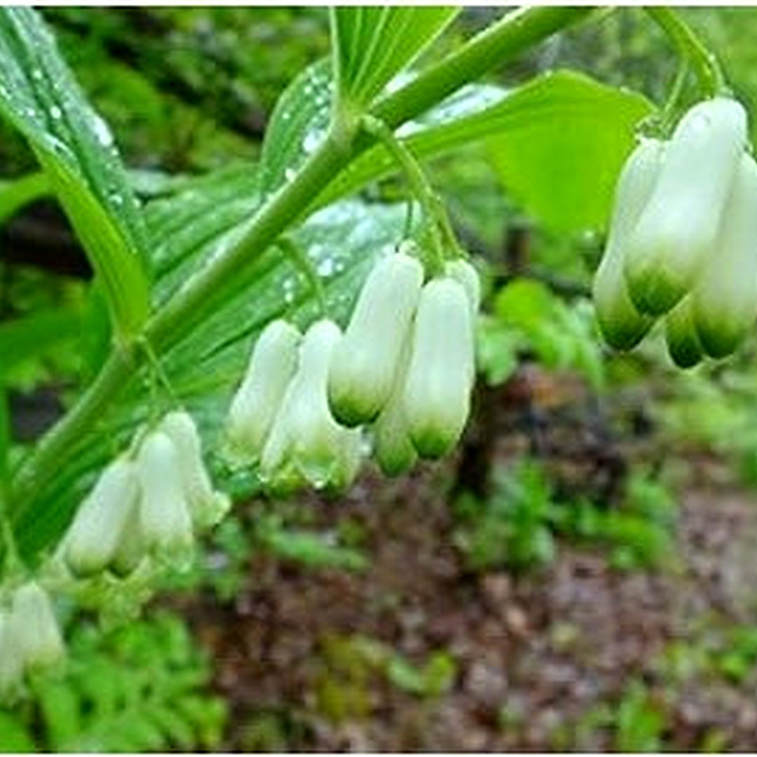 White Organic Solomons Flower For Planting Heirloom Non Gmo Flower Seeds for Home Garden Planting, [neera-v5-298c46cc321f19b762f7]