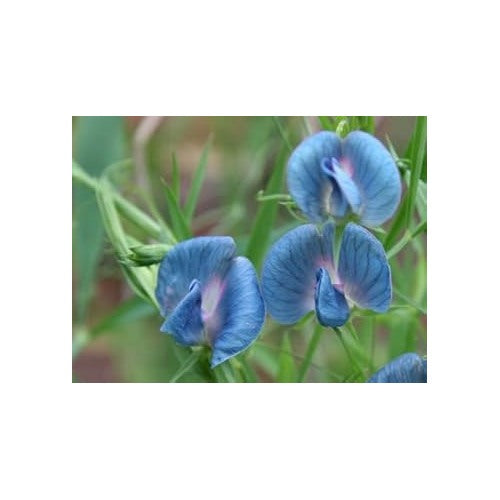 Blue Lathyrus Sativus Seeds [neera-v5-298d9b9723098272d593]